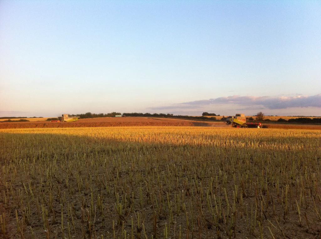 BedfordiaFarms's tweet photo. Just over half the rape cut. Finally a nice evening! #harvest15 #bigyields #clubhectare #bedfordia #stickforward http://t.co/GOg3ClMH0h