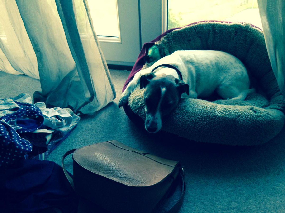 Coopersangle's tweet image. Archie is keeping a eye on proceedings to make sure I don't overpack!! #packingnightmare 😩😎☀️🍷