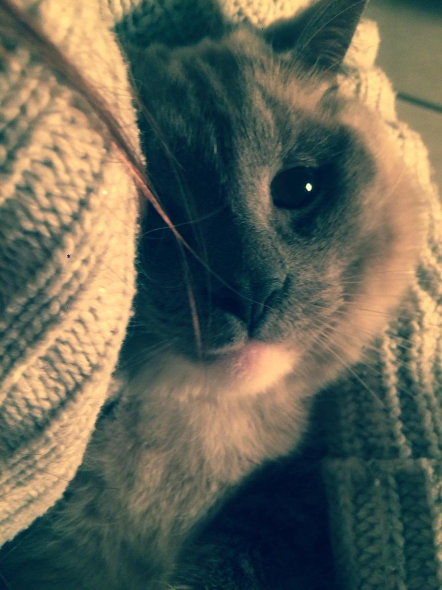 romy1512's tweet image. A pic of my cat #notinteresting #notunique #catwoman