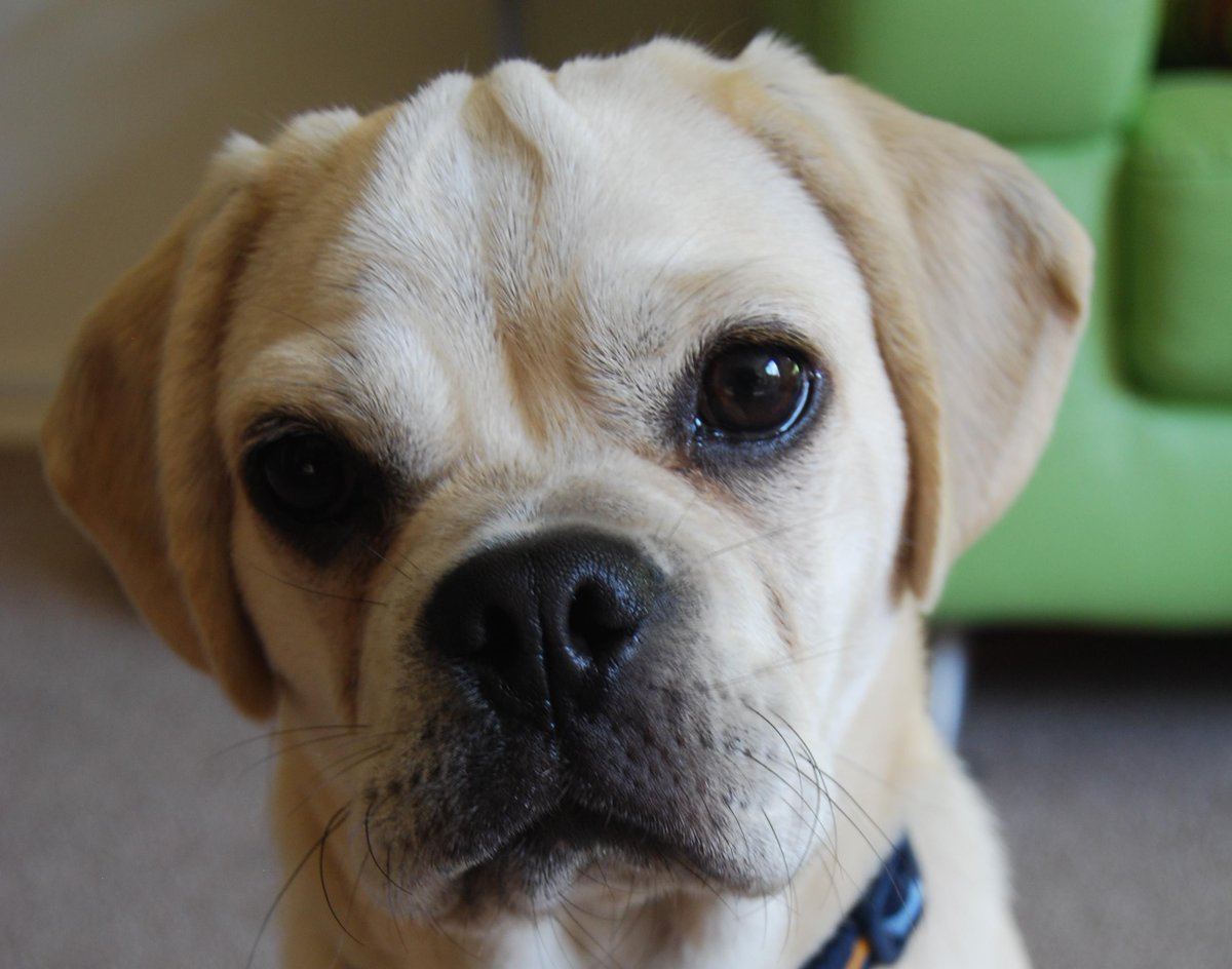 jolelean's tweet image. @fitzpatrickref This gorgeous boy....#AnimalBestie #Puggle #fourleggedhero