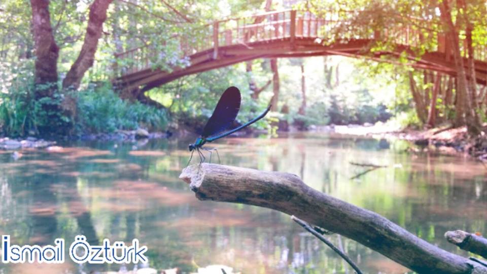 ismail17ida's tweet photo. #kızböceği #makro #macro #dragonfly #bridge #handere #kalkım #edremit #çanakkale #kazdaglari #kazdağları #my17ida http://t.co/OQgCSm27Kf