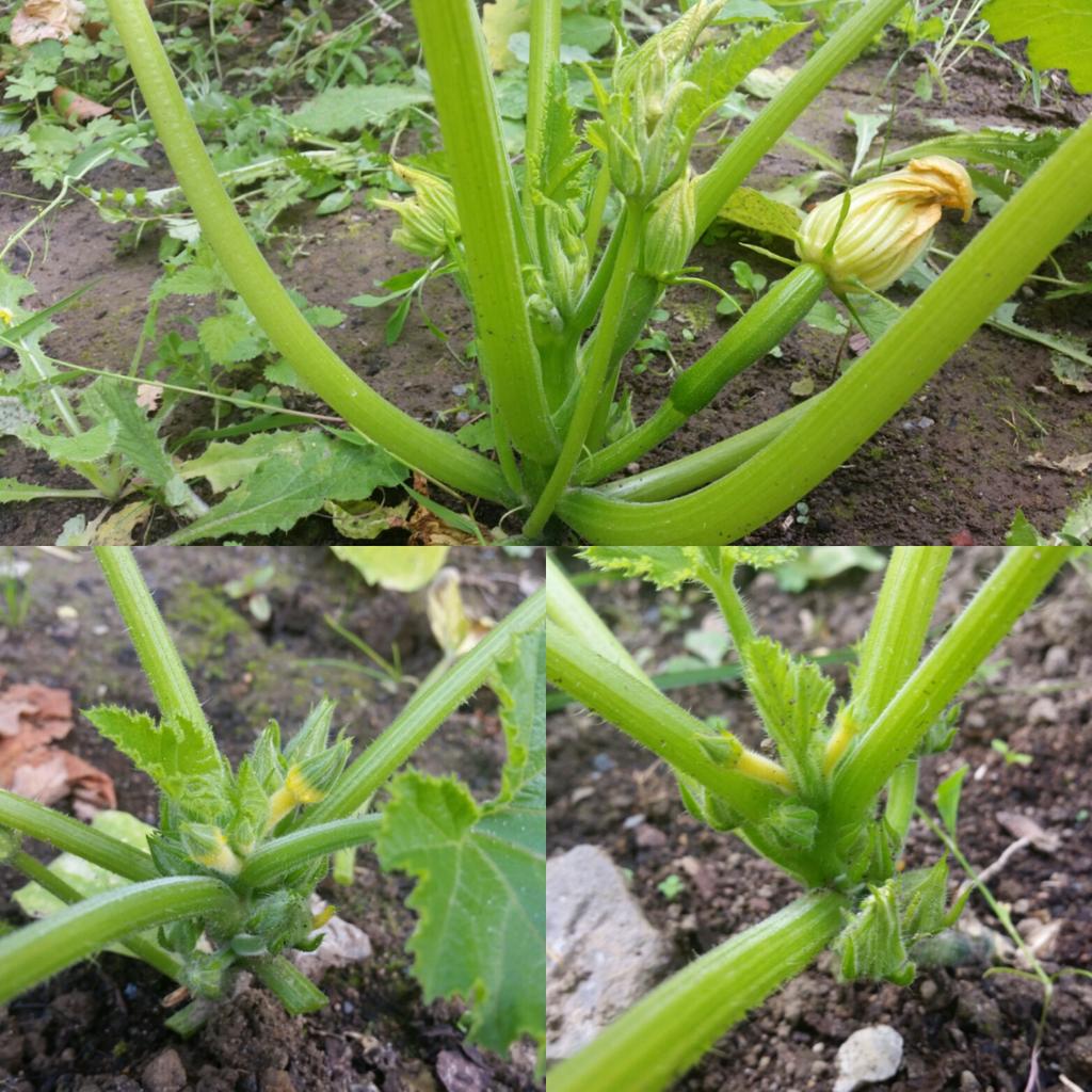 ArdilaunBistro's tweet photo. Courgettes in our walled garden @Artisan_West http://t.co/YRVzbTcNbk