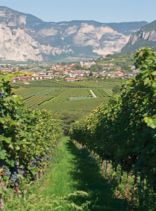 vinideltrentino's tweet photo. Il #Teroldego, detto "il principe" dei #vinideltrentino, cresce in Piana Rotaliana http://t.co/mEUe7RNqxS