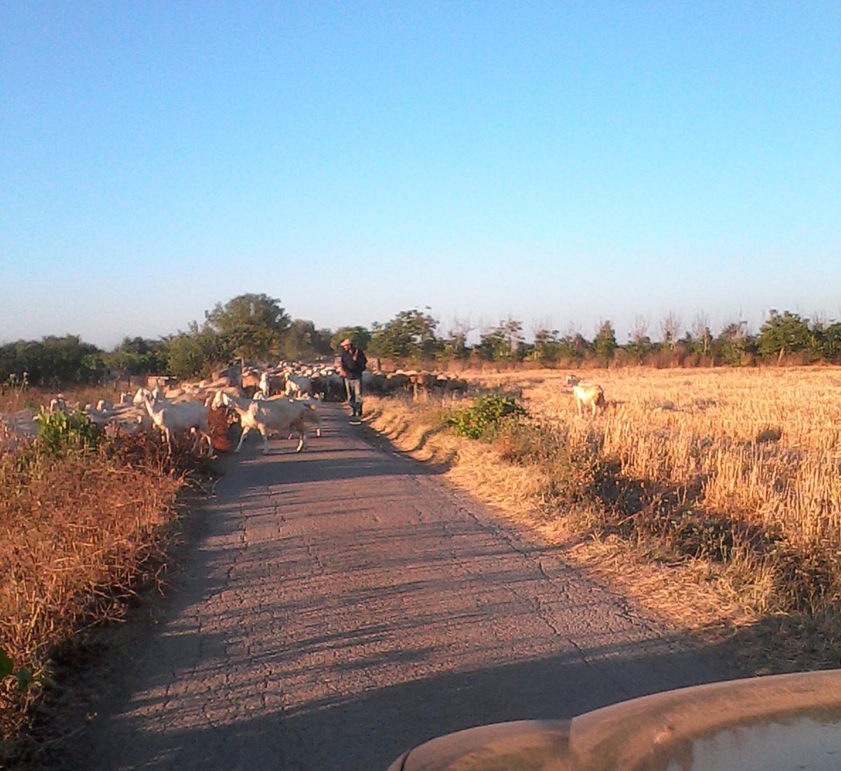 Luna_LabRurale's tweet photo. Direzione @Luna_LabRurale: incontri che fanno apprezzare la lentezza #slowlife #ontheruralroad http://t.co/mSuJquCVKc