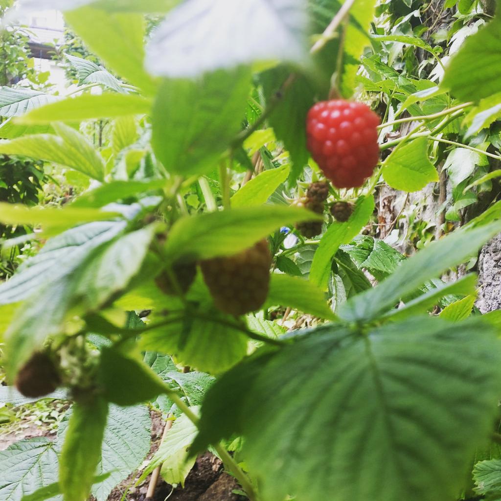 ArdilaunBistro's tweet photo. Raspberries starting to pop out in our walled garden @Artisan_West #TasteofTheArdilaun http://t.co/6sDuBHRBWG