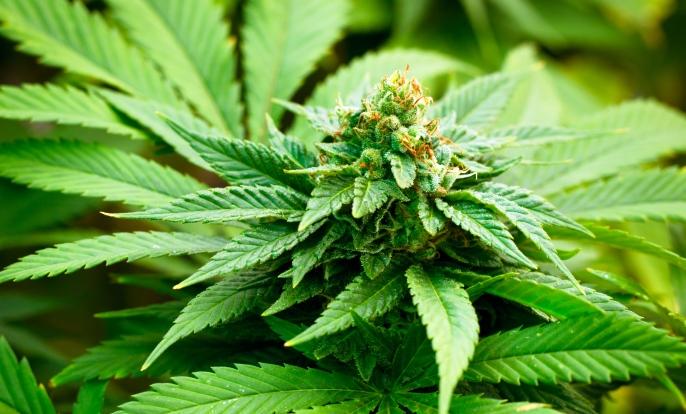MME_DENVER's tweet photo. Cannabis Is Critical For Research in Treating #PTSD

http://t.co/LbVvVe4wcU 
#hempoil #cannabis #marijuananews http://t.co/r2rhov6U5c
