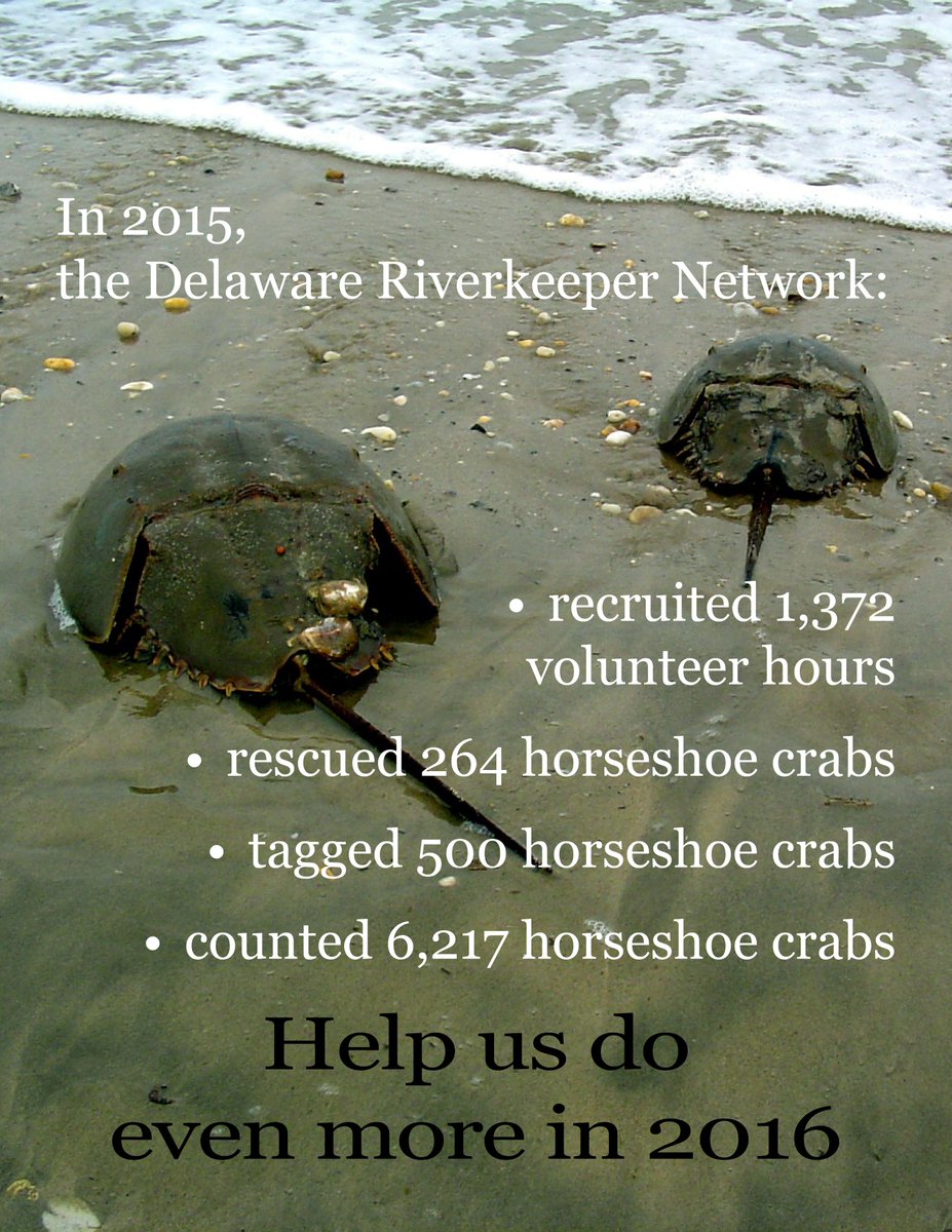 MayaKvanRossum's tweet photo. Horseshoe crab is in trouble! We have supported them on Del Bay for 10 years. Help us for 2016 http://t.co/WPktxEYahe http://t.co/dQ1X1rrrtf