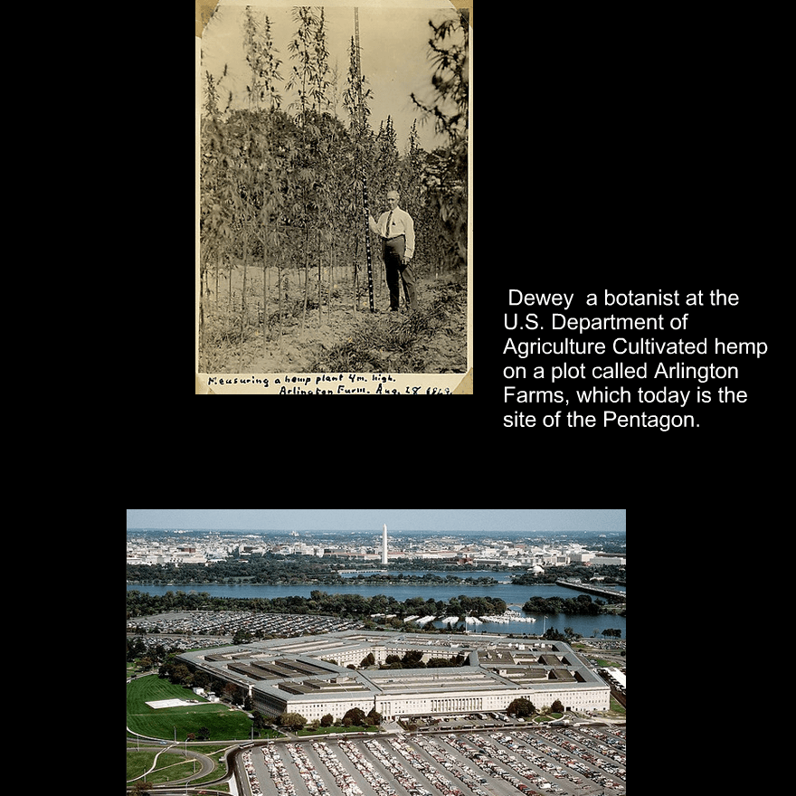 MME_LOSANGELES's tweet photo. Look what use to Grow at the #Pentagon .
http://t.co/H2Di28cRc0

#marijuana #cannabis #pot #weed #mmj  #vote http://t.co/F4Aw4i4yNG