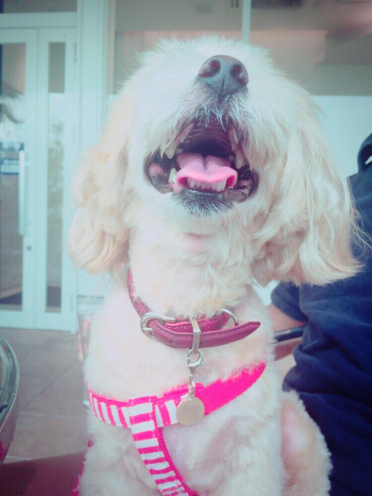 RyochiR's tweet photo. がっはっはー http://t.co/3pcUDslvXS