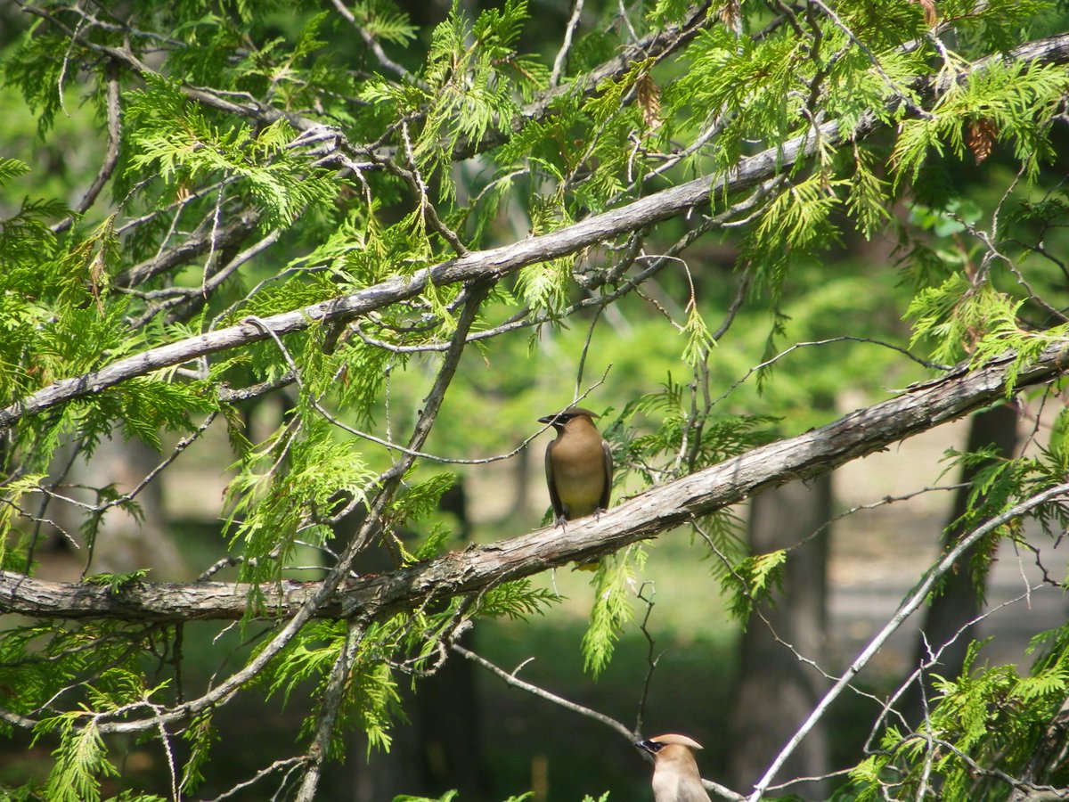 Come see the seemingly hundreds (really dozens) of Cedar Waxwings around the main pond at Springwater!  So relaxing!