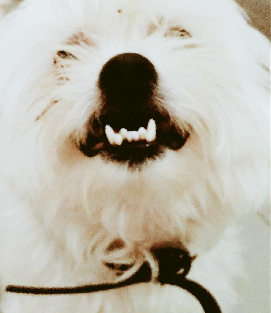 Impfct_clothing's tweet photo. Mi perro también es imperfecto http://t.co/1lmatCCuov