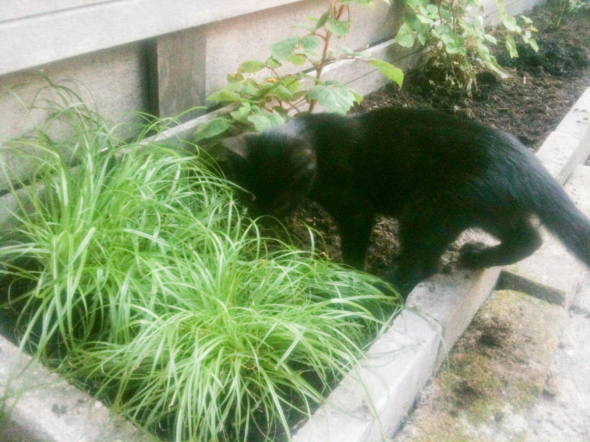 mayathecat15's tweet photo. Kittygrass! Unsure wether to eat it or play in it so I'll simply do both! #catgrassmania #kittygrass #catgrass http://t.co/9IQQpoyPeP