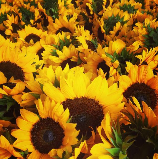 CeresVegeSoc's tweet photo. Today's the day, come see us tonight from 6-8 PM at @saltandtime!  These sunflowers will be there!  Grab a bunch! http://t.co/njaROlJvfq