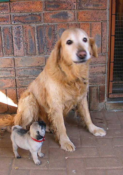 Lammiesworld's tweet photo. Hi my name is Pippie. When I grow up one day I want to be a big brave watchdog like my brother! http://t.co/bzEfdErymb