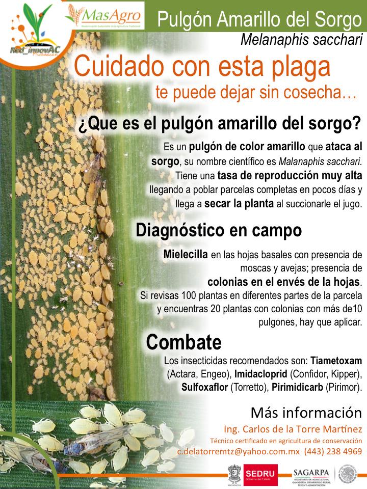 ExtensionismoMi's tweet photo. Cuidado con la plaga del #PulgónAmarillo del #Sorgo te puede dejar sin cosecha http://t.co/EZCPc1Ji2P