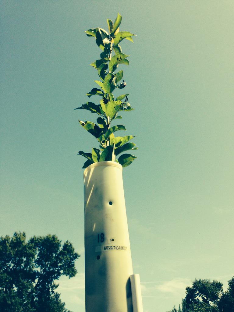 RyanWoollardPro's tweet photo. Mossy Oak Nativ Nursery trees, orchard planted in late March. Over a foot of growth per month on these trees. http://t.co/cQHeLPF4wh