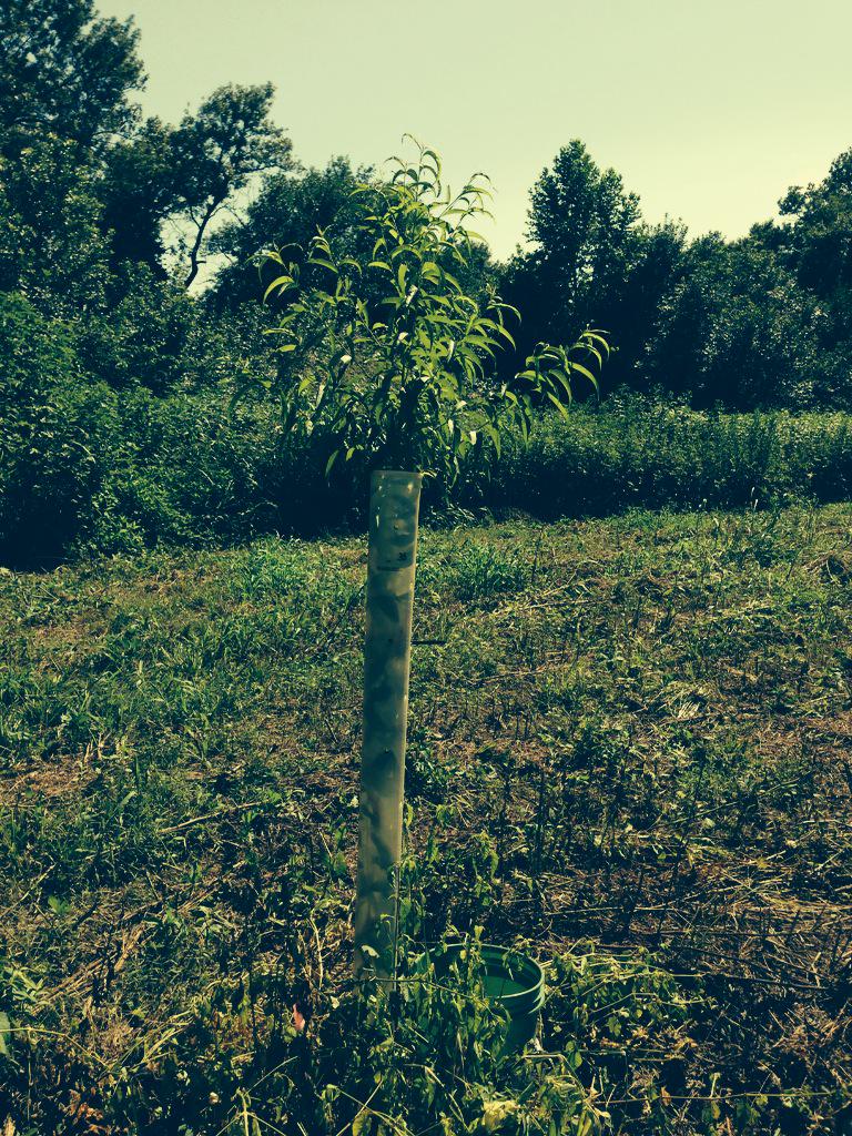 RyanWoollardPro's tweet photo. Mossy Oak Nativ Nursery trees, orchard planted in late March. Over a foot of growth per month on these trees. http://t.co/cQHeLPF4wh