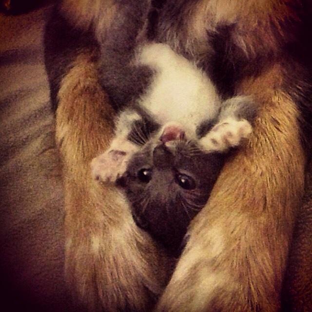 ChewMonsterNC's tweet photo. Dug this up for #tbt... kitten pics never disappoint! Now you're in on the secret..we love cats too. #kevinthecat http://t.co/0qAr3a0HQ6