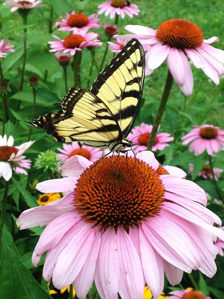 frogtowngreen's tweet photo. Monarch City, at 718 Lafond is packed full of #pollinators. Peaceful for you, productive for them! (photo via CRWD): http://t.co/q0RLqG8tZC