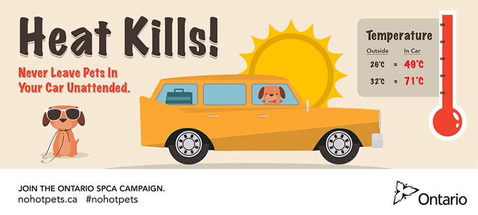 HB_SPCA's tweet photo. #nohotpets Leave your pets at home today! The hot car is no place for them Please RT and help spread the word http://t.co/xef8cowhD1