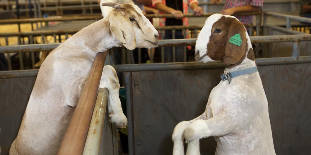 TooelePhotog's tweet photo. It's show time!  The Tooele County Fair opens tonight. I got a sneak peak at the Jr. Livestock Show this morning. http://t.co/aQxlHGPRDf