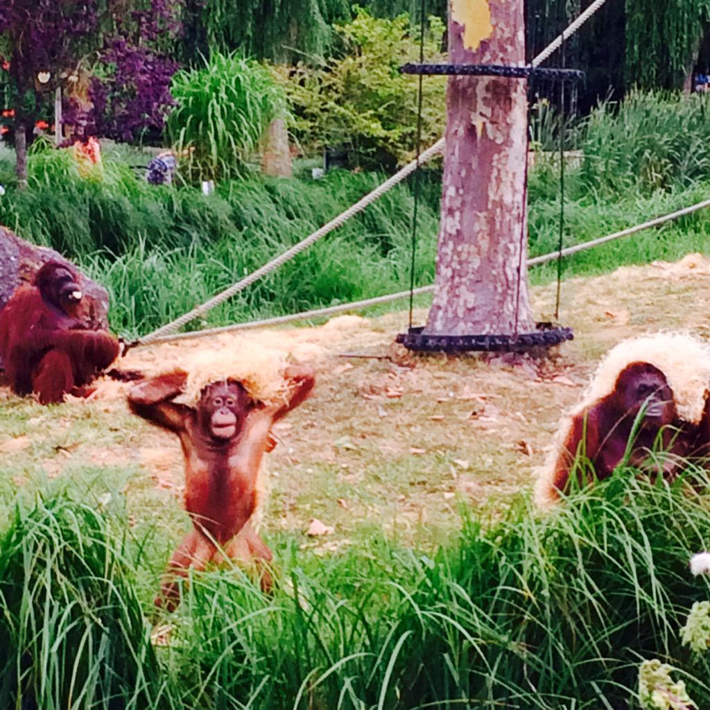 RaphaelVandon's tweet photo. Belaian sous son parasol #workingat @zoobeauval http://t.co/FZ9UqUX97j