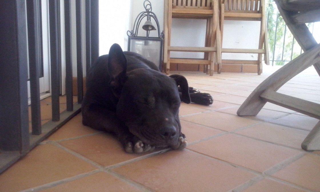 PlataformaNala's tweet photo. #Carolina 7 meses americanstanford
Adopciones@plataformanala.org
Sevilla, se envía
@SOSPPP_Spain @kikupipo @Paw_Hole http://t.co/wxKxk6OfsE