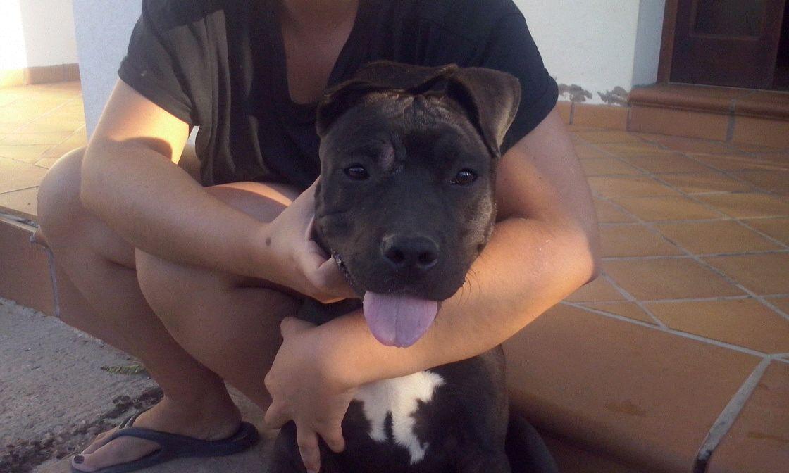 PlataformaNala's tweet photo. #Carolina 7 meses americanstanford
Adopciones@plataformanala.org
Sevilla, se envía
@SOSPPP_Spain @kikupipo @Paw_Hole http://t.co/wxKxk6OfsE