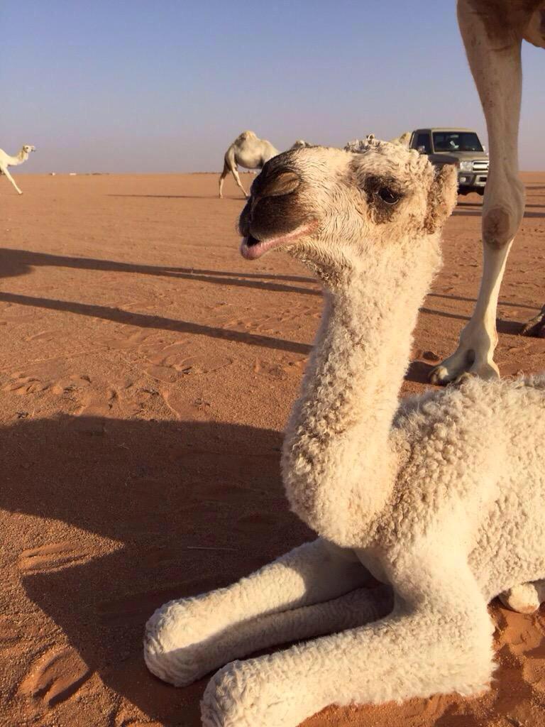 l7_l2i's tweet photo. أشترى / سعد بن مطلق بن عويفي الغياثات

من / هلال بن بادي الغياثات 

حواره رمانيه كفوو عمرها ٤ أيام http://t.co/Wxvvyj2aT8