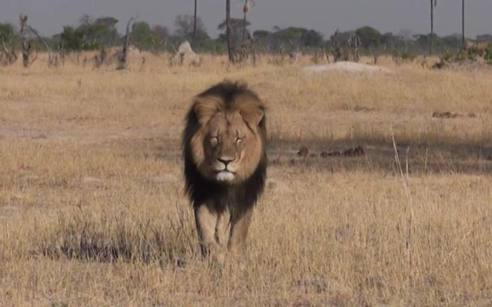 ewnupdates's tweet photo. Cecil the lion: Zim’s biggest news story since 2008 elections http://t.co/Ren1OgINO0 http://t.co/XvTSLCylRK
