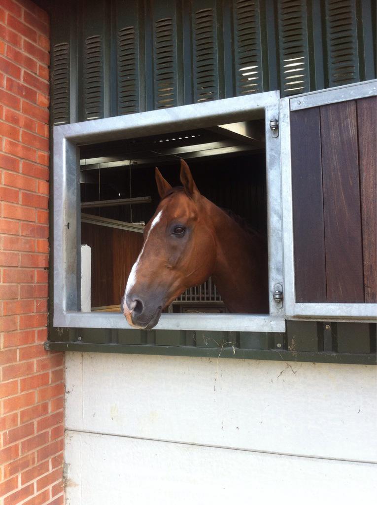 Love him to bits #lovemyhorse