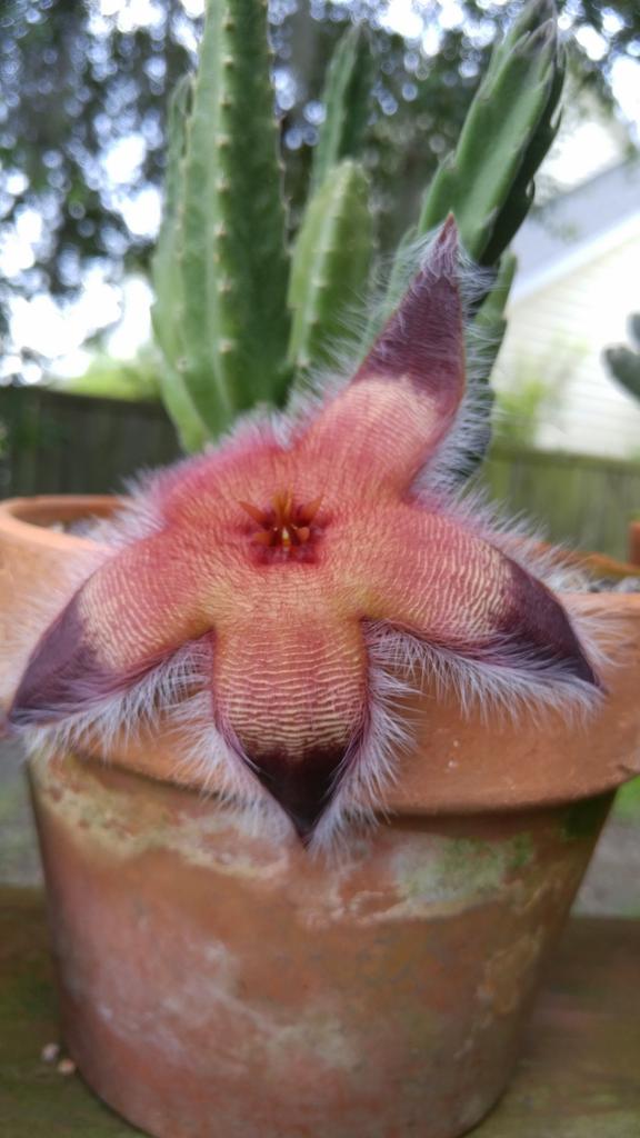 Bulbofett's tweet photo. Stapelia #stinkyflower http://t.co/pv88aiByXc