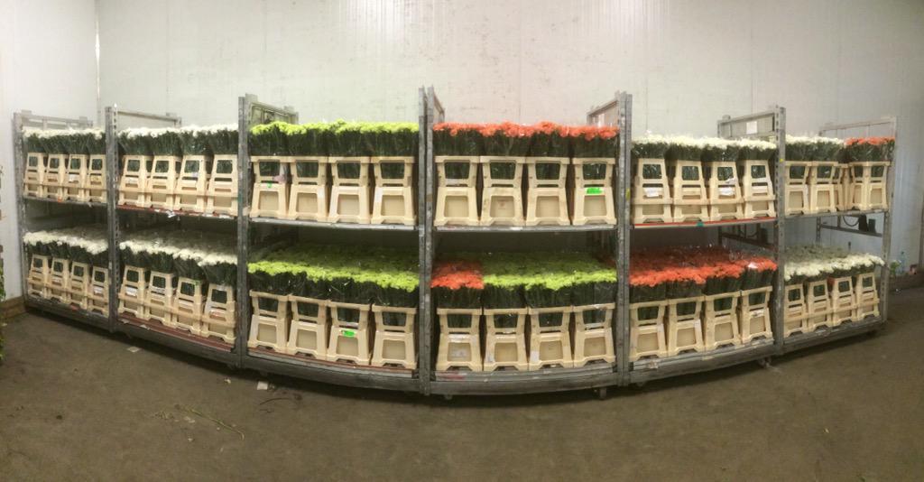 Morgen weer wat #anjers op de #veiling, blijft toch een mooi product.