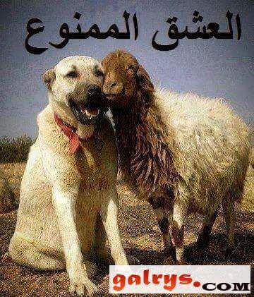 ModaliZakaria's tweet image. 