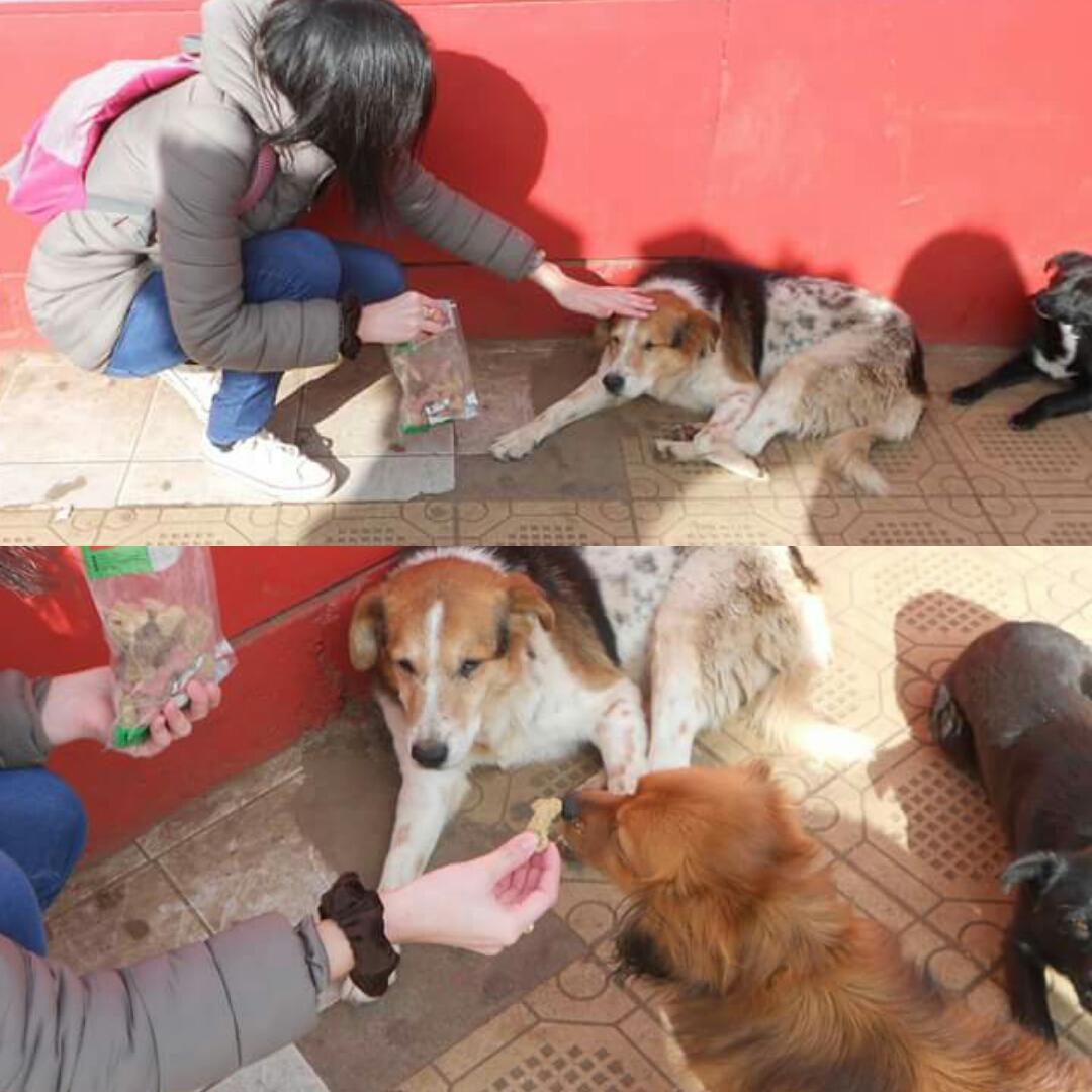COMEDORCATDOG's tweet photo. Con tan poco se puede hacer mucho. Ellos no pueden hablar pero si saben entregar amor del más puro y sincero http://t.co/Oy1aFW3lYZ