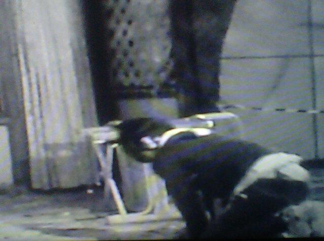 MijanisticSCNG_'s tweet image. Toni kerasukan sosok perempuan berkebaya ituuuuu ;)) #MistisLovers #MDLSukabumi