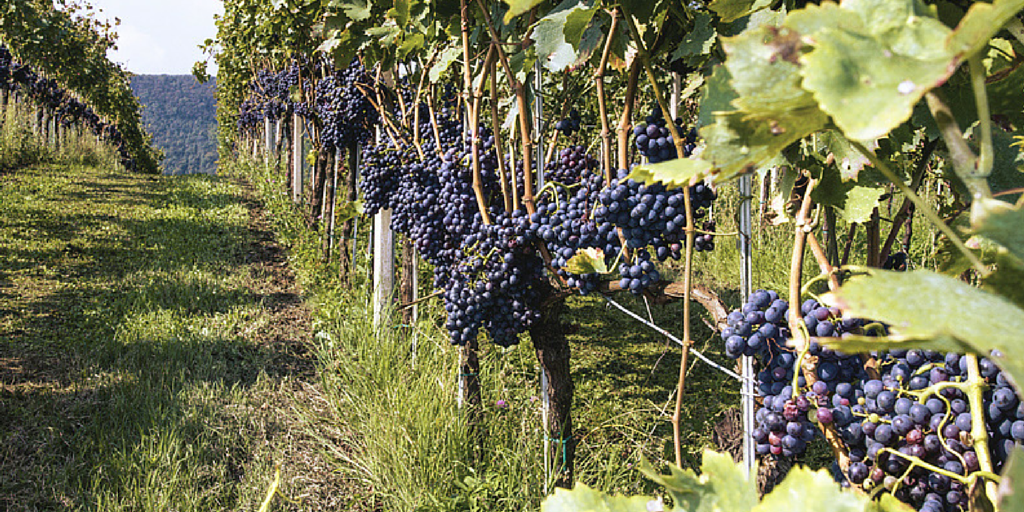 IlCollediGa's tweet photo. Il #CollediBugano: una lussureggiante festa di prodotti agricoli. #CollediGa #ColliBerici #Veneto #Vicenza #wine http://t.co/HMnWFNs5dn