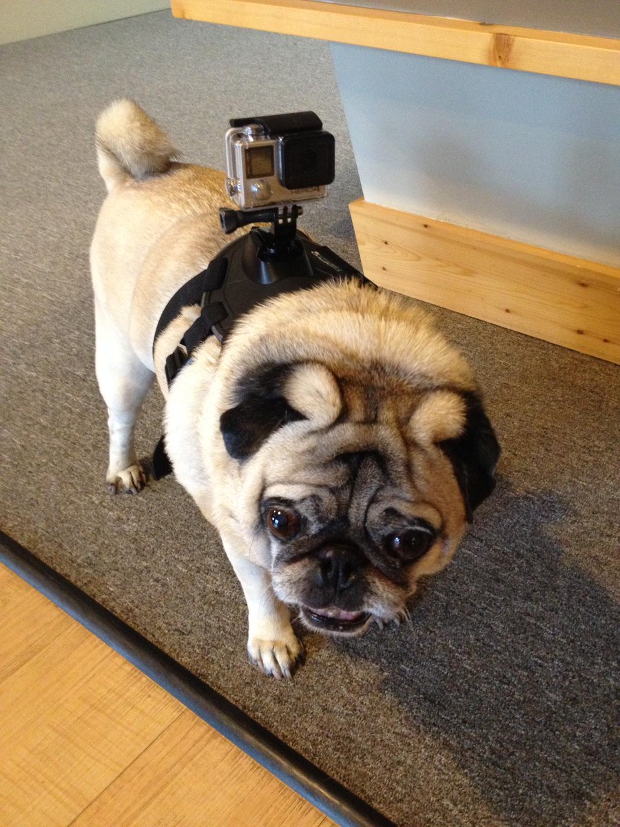 BerniePug tweet picture