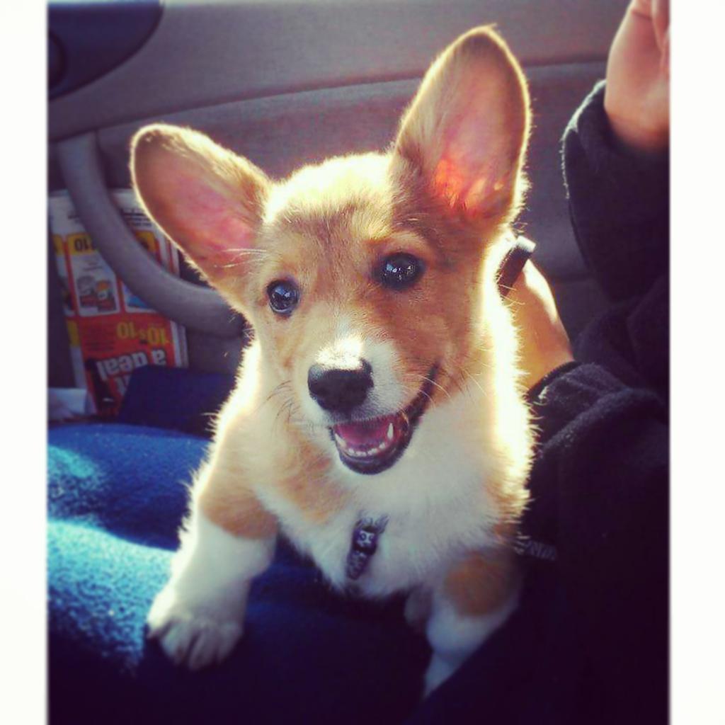 EllieTheCorgi's tweet photo. #tbt #puppydays #corgipup http://t.co/fhrw3EPMFo
