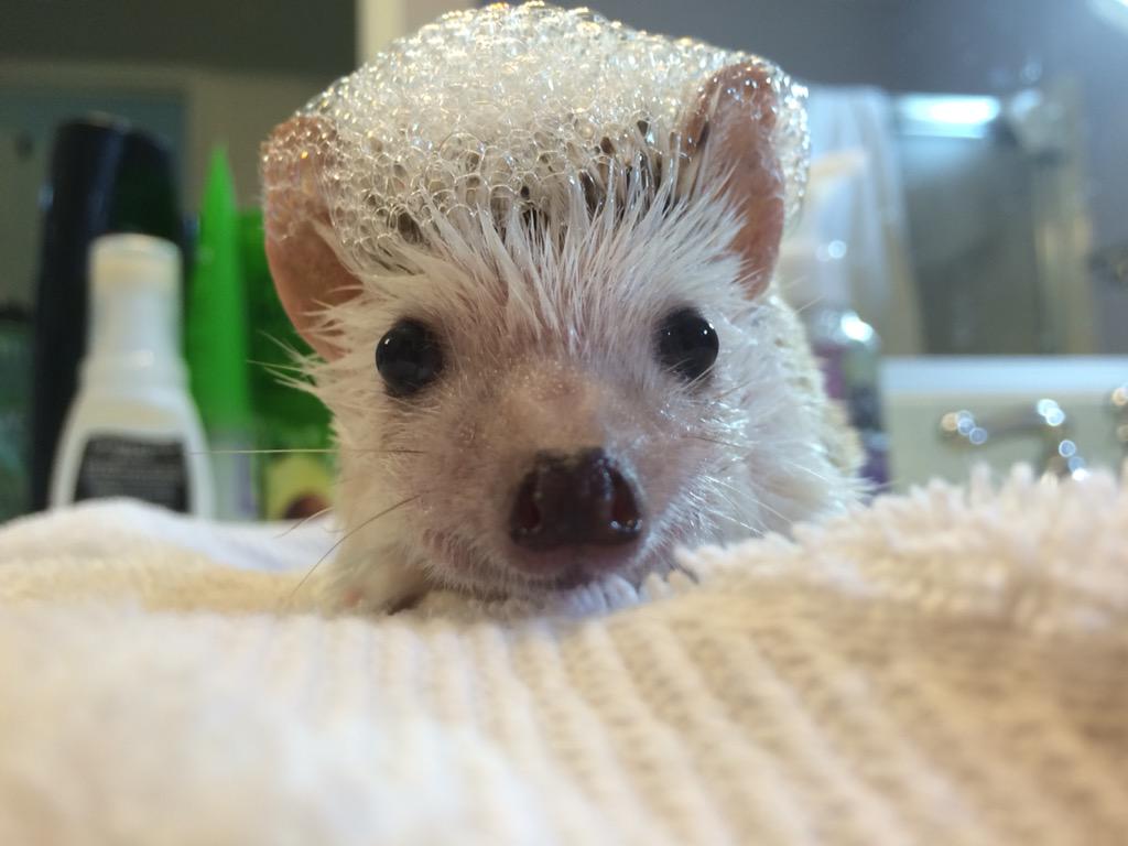ella_spohn's tweet photo. Rip hedgehog,thank you for bringing joy and curiosity to everyone who met you. I can't wait to see you again someday http://t.co/w0KMvIF1rp