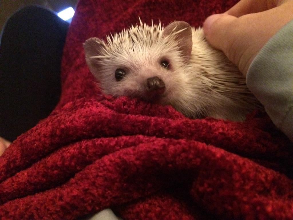 ella_spohn's tweet photo. Rip hedgehog,thank you for bringing joy and curiosity to everyone who met you. I can't wait to see you again someday http://t.co/w0KMvIF1rp