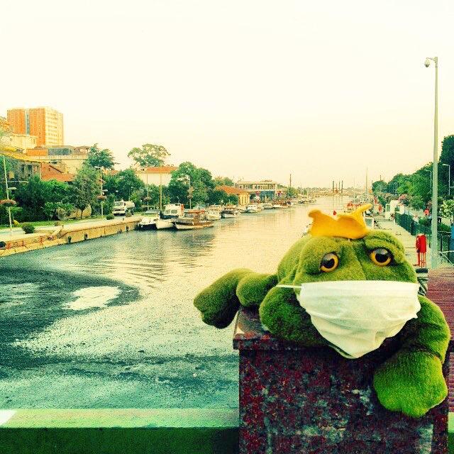 AklimdakiKdky's tweet photo. Bu tatlı kurbağa, deresini geri istiyor! #KurbağalıDere http://t.co/CHjYGyddbi
