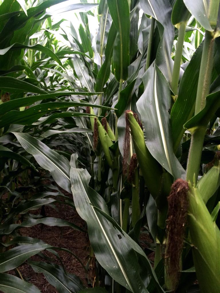 curtcooper4's tweet photo. Really healthy and consistent 209-53 in Bucks County PA. http://t.co/2y4hvmAAda