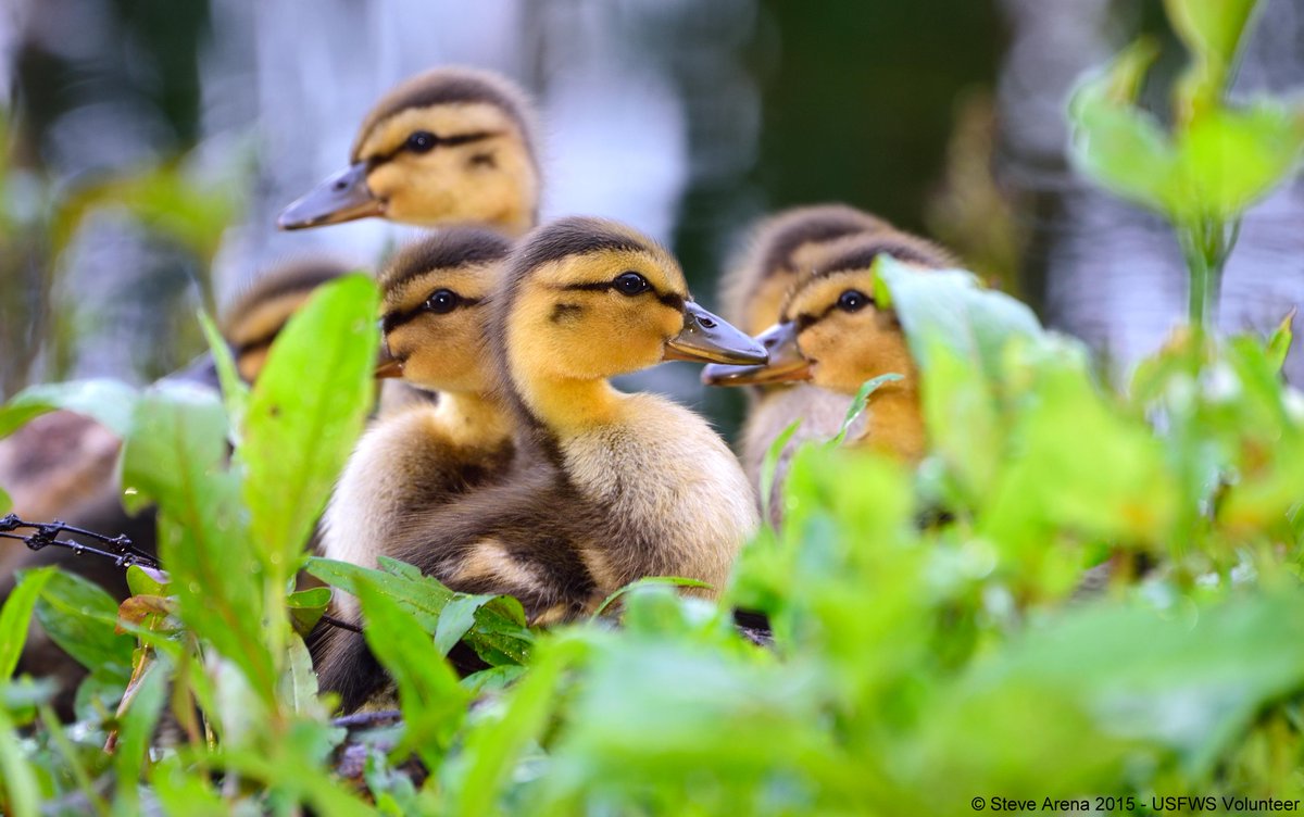 USFWSNortheast's tweet photo. Happy #FriendshipDay ! http://t.co/gAhafVJsF8
