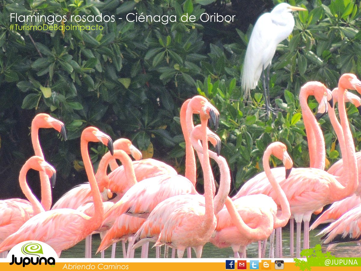 JUPUNA's tweet photo. "Phoenicopterus ruber" nombre científico de los flamencos rosados del caribe. Foto: @CacureEstudio #CiénagaDeOribor http://t.co/BeDXYtBcE4