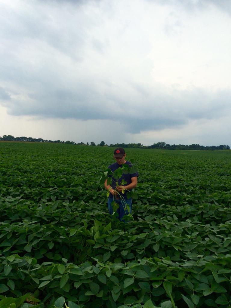 curtcooper4's tweet photo. Awesome looking field of 4306 beans. http://t.co/8Bm8oDH2QB