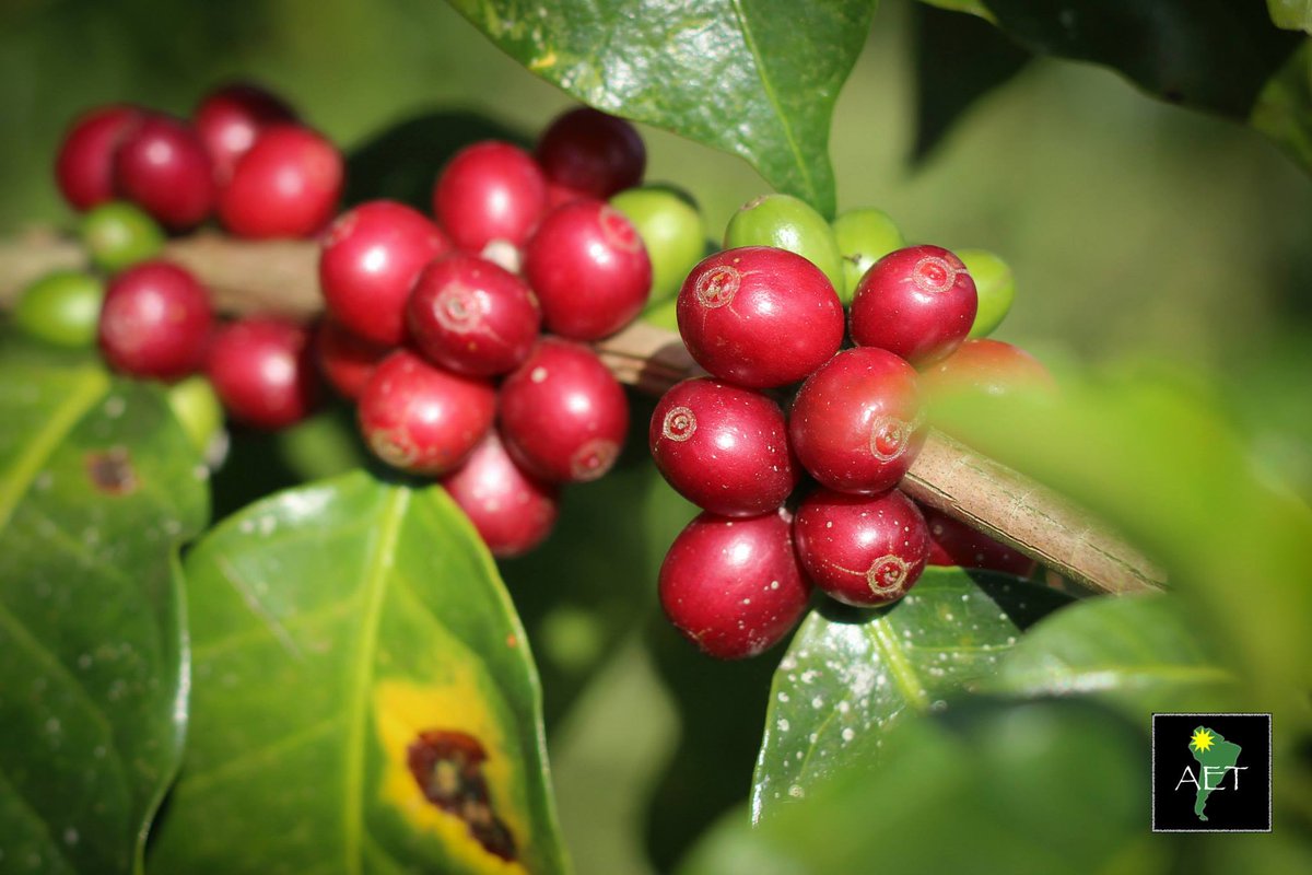 AndesEcoTours's tweet photo. Unas #frutas de #cafe listo a ser escogido y transformado en unos de los #mejores cafes del #mundo. http://t.co/vTO1fYiqPD