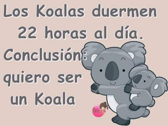 morocha1124's tweet photo. Huy si quiero ser koala... http://t.co/hVegdZEoUS