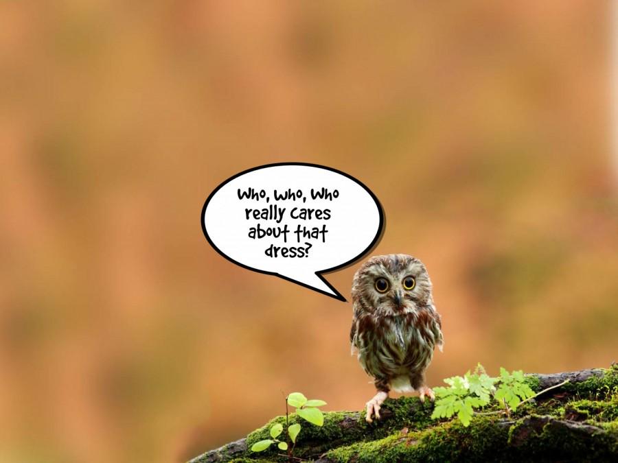 phrase_it's tweet photo. Even Owls are #overit http://t.co/TxZ8buNNLW #TheDress #Owl #whocares #TheDressiswhiteandgold #TheDressisblueandblack http://t.co/qZvQVAdpCo