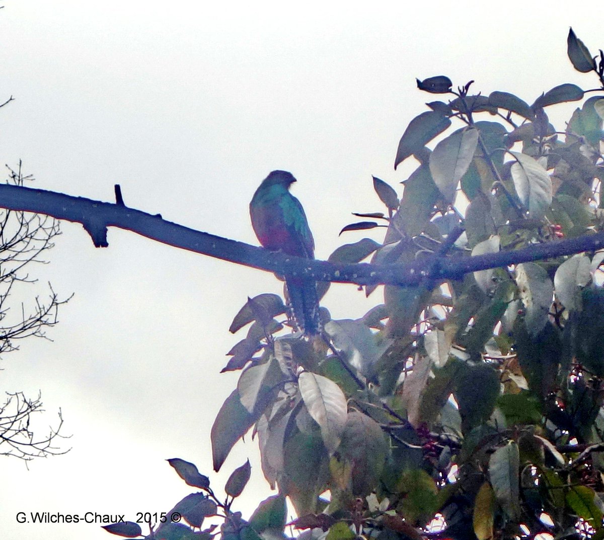wilcheschaux's tweet photo. ¿Qué ave será esta con ínfulas de Quetzal?
Hoy en el Centro Antonio Nariño de Bogotá
. http://t.co/3YKvYLAxnK